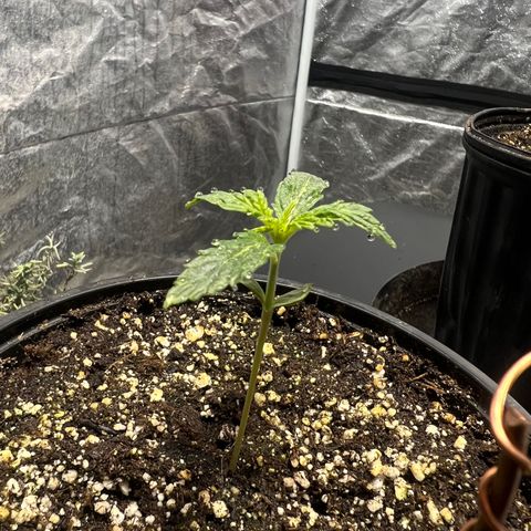 Dwarf Low Flyer growlog photo: 10:00PM after nap time. 