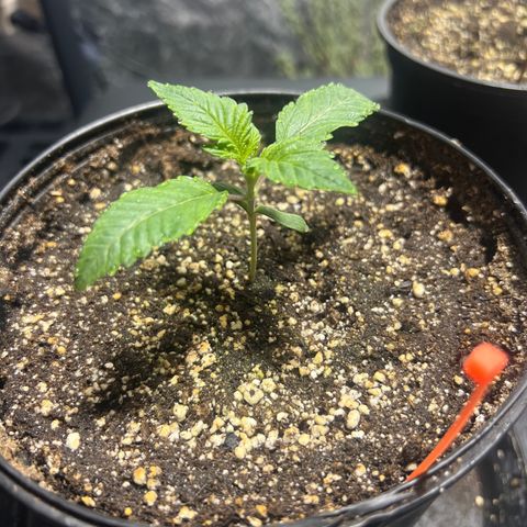 Platinum Jelly growlog photo: 10:00PM after night time. They look so happy 😊