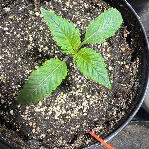 Platinum Jelly growlog photo: 10:00PM after night time. They look so happy 😊