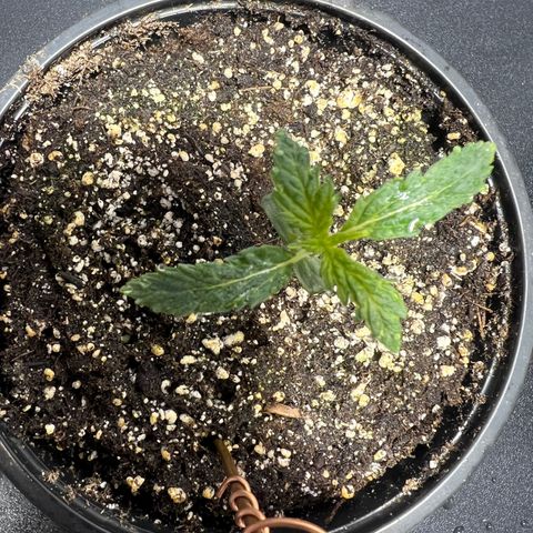Dwarf Low Flyer growlog photo: 10:00PM after nap time. 