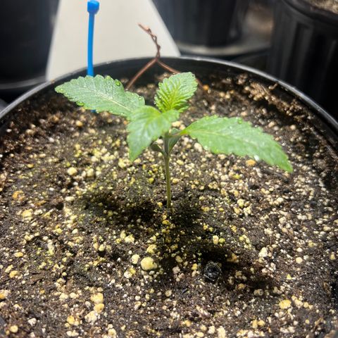 Platinum Jelly growlog photo: 10:00PM after night time. They look so happy 😊