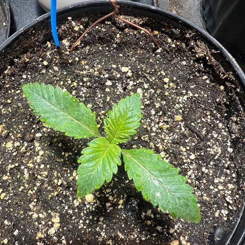Platinum Jelly growlog photo: 10:00PM after night time. They look so happy 😊