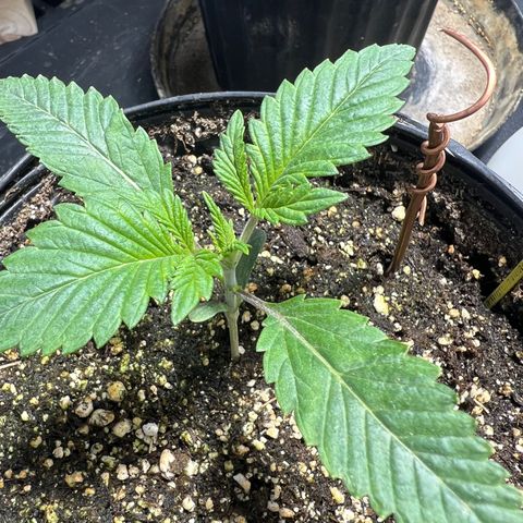 Platinum Jelly growlog photo: 8:20AM