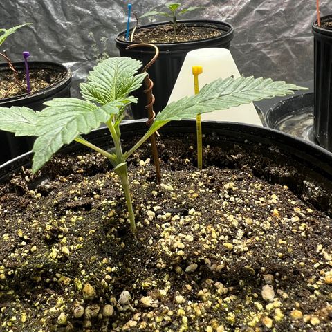 Platinum Jelly growlog photo: 8:20AM