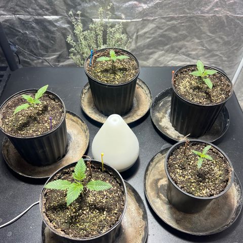 Platinum Jelly growlog photo: 8:20AM
