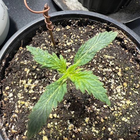 Dwarf Low Flyer growlog photo: 8:20AM