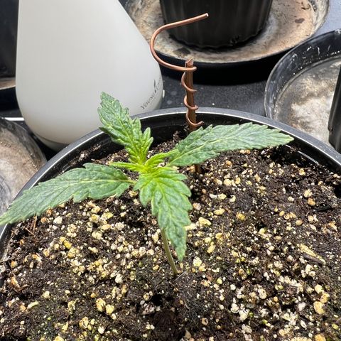 Dwarf Low Flyer growlog photo: 8:20AM