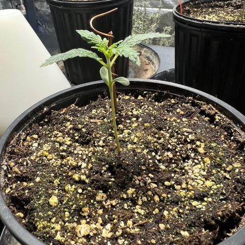 Dwarf Low Flyer growlog photo: 8:20AM