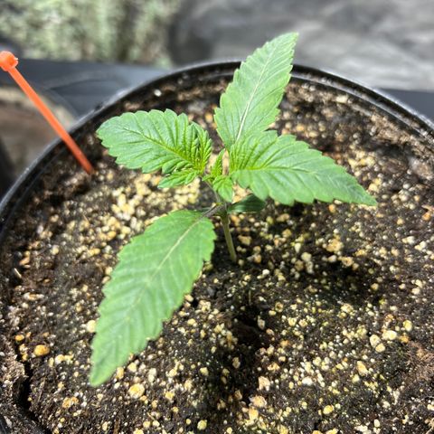Platinum Jelly growlog photo: 10:47AM