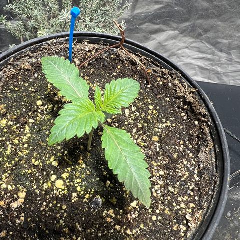 Platinum Jelly growlog photo: 10:47AM