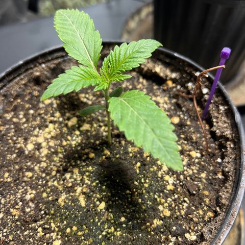 Platinum Jelly growlog photo: 10:47AM