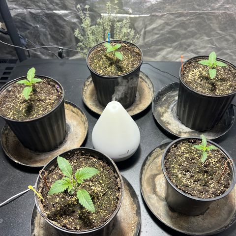 Platinum Jelly growlog photo: 10:47AM