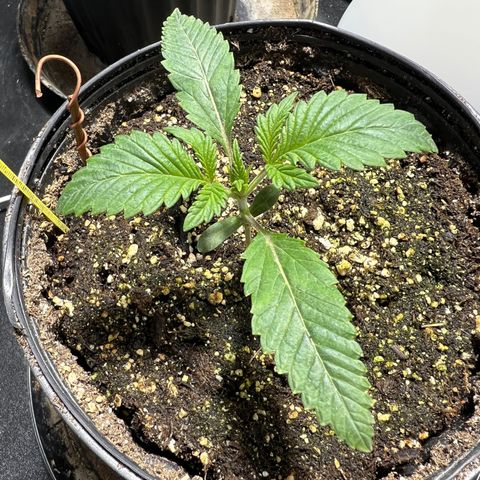 Platinum Jelly growlog photo: 10:47AM