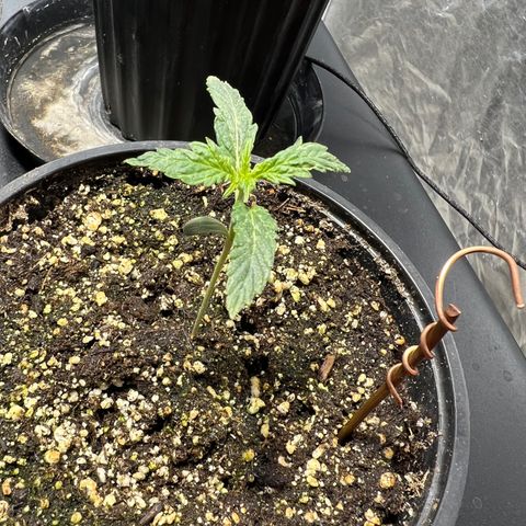 Dwarf Low Flyer growlog photo: 10:47AM