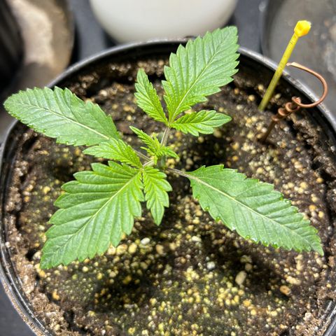 Platinum Jelly growlog photo: 10:00PM after nap time 