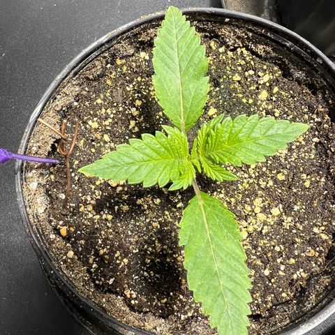 Platinum Jelly growlog photo: 10:00PM after nap time 