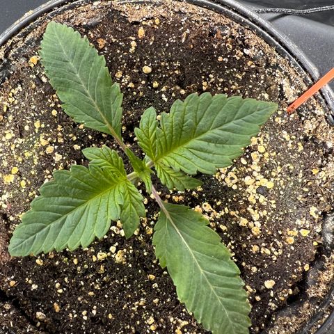 Platinum Jelly growlog photo: 10:00PM after nap time 