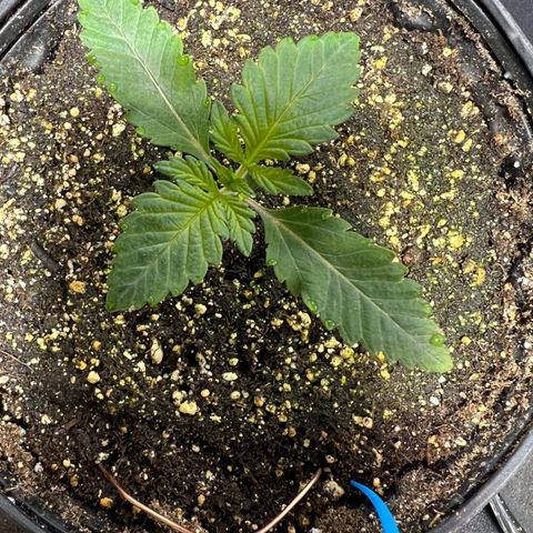 Platinum Jelly growlog photo: 10:00PM after nap time 