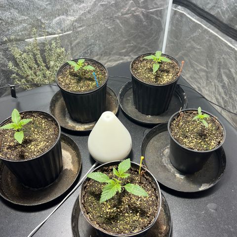 Platinum Jelly growlog photo: 10:00PM after nap time 