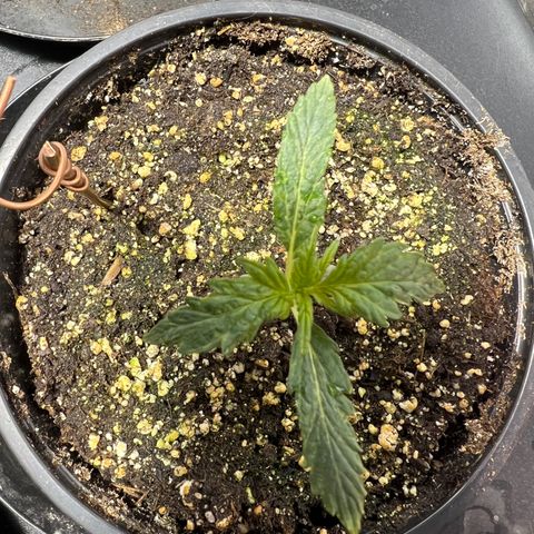 Dwarf Low Flyer growlog photo: 10:00PM after nap time 