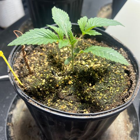 Platinum Jelly growlog photo: 8:23AM