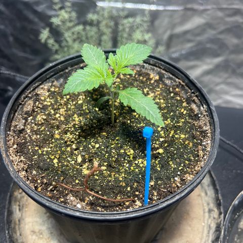 Platinum Jelly growlog photo: 8:23AM