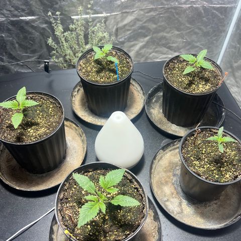 Platinum Jelly growlog photo: 8:23AM