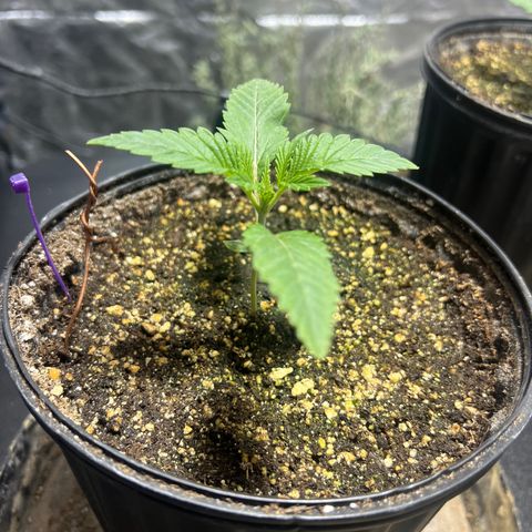 Platinum Jelly growlog photo: 8:23AM