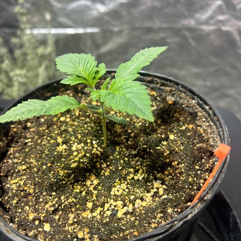 Platinum Jelly growlog photo: 8:23AM