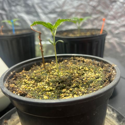 Dwarf Low Flyer growlog photo: 8:23AM