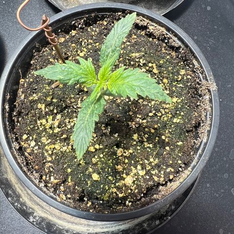 Dwarf Low Flyer growlog photo: 8:23AM