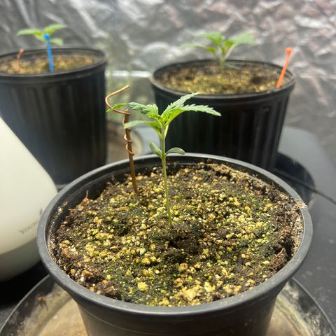 Dwarf Low Flyer growlog photo: 8:23AM