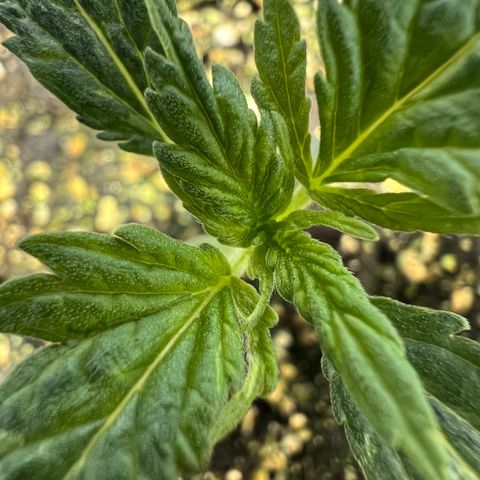 Dwarf Low Flyer growlog photo: 1:20PM