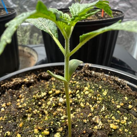 Dwarf Low Flyer growlog photo: 1:20PM
