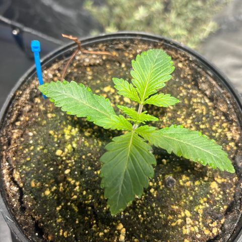 Platinum Jelly growlog photo: 10:00PM Just waking up from nap time 