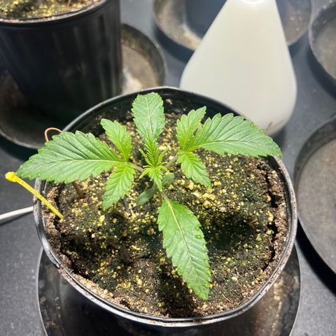 Platinum Jelly growlog photo: 10:00PM Just waking up from nap time 