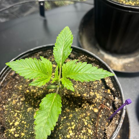 Platinum Jelly growlog photo: 10:00PM Just waking up from nap time 
