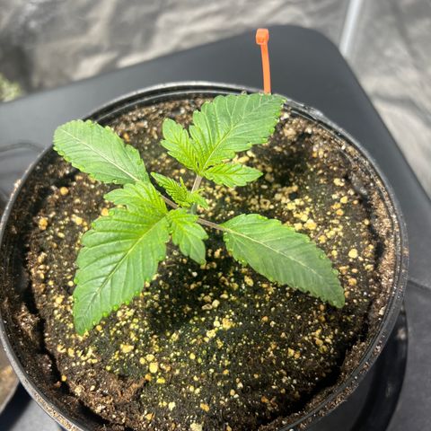 Platinum Jelly growlog photo: 10:00PM Just waking up from nap time 