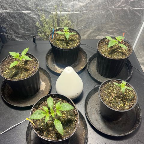 Platinum Jelly growlog photo: 10:00PM Just waking up from nap time 
