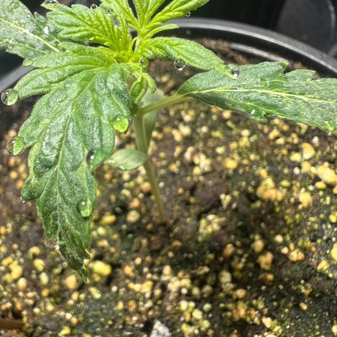 Dwarf Low Flyer growlog photo: Just waking up from nap time 10:00PM