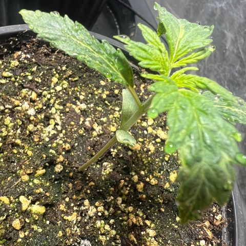 Dwarf Low Flyer growlog photo: Just waking up from nap time 10:00PM