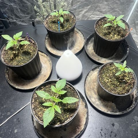 Platinum Jelly growlog photo: 8:00AM 
