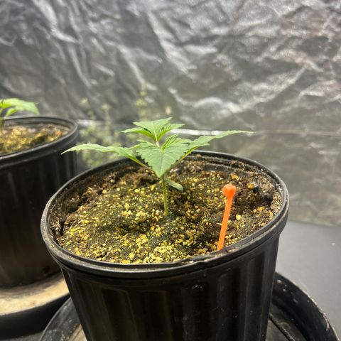 Platinum Jelly growlog photo: 8:00AM 