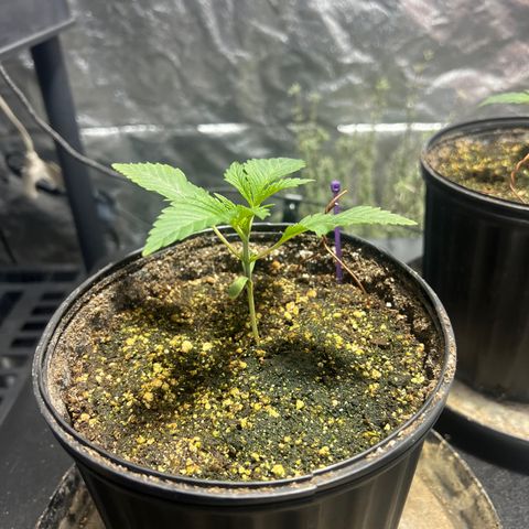 Platinum Jelly growlog photo: 8:00AM 