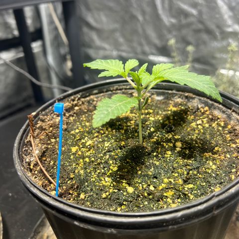 Platinum Jelly growlog photo: 8:00AM 