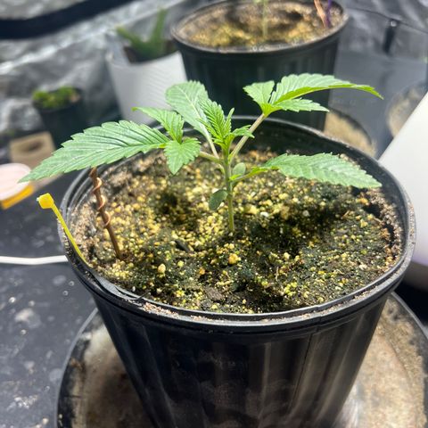 Platinum Jelly growlog photo: 8:00AM 