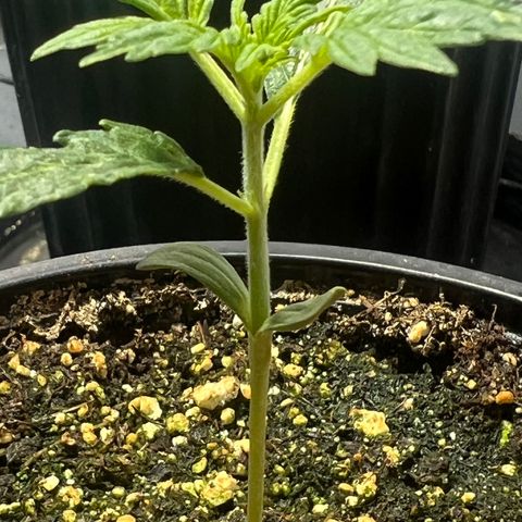 Dwarf Low Flyer growlog photo: 8:00AM