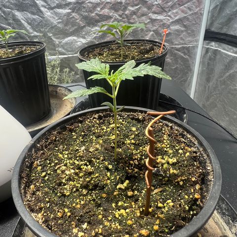Dwarf Low Flyer growlog photo: 8:00AM