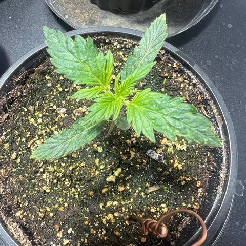 Dwarf Low Flyer growlog photo: 8:00AM