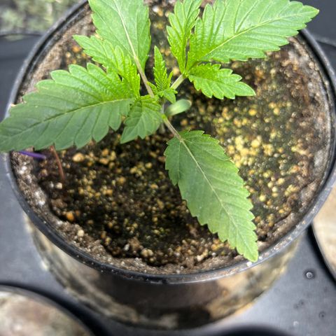Platinum Jelly growlog photo: 5:45 PM right before nap time